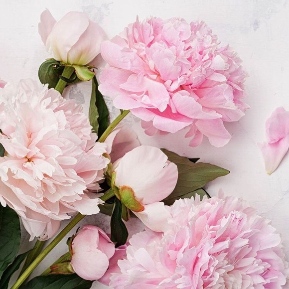 Meet your Posher. - Picture 1 of 1